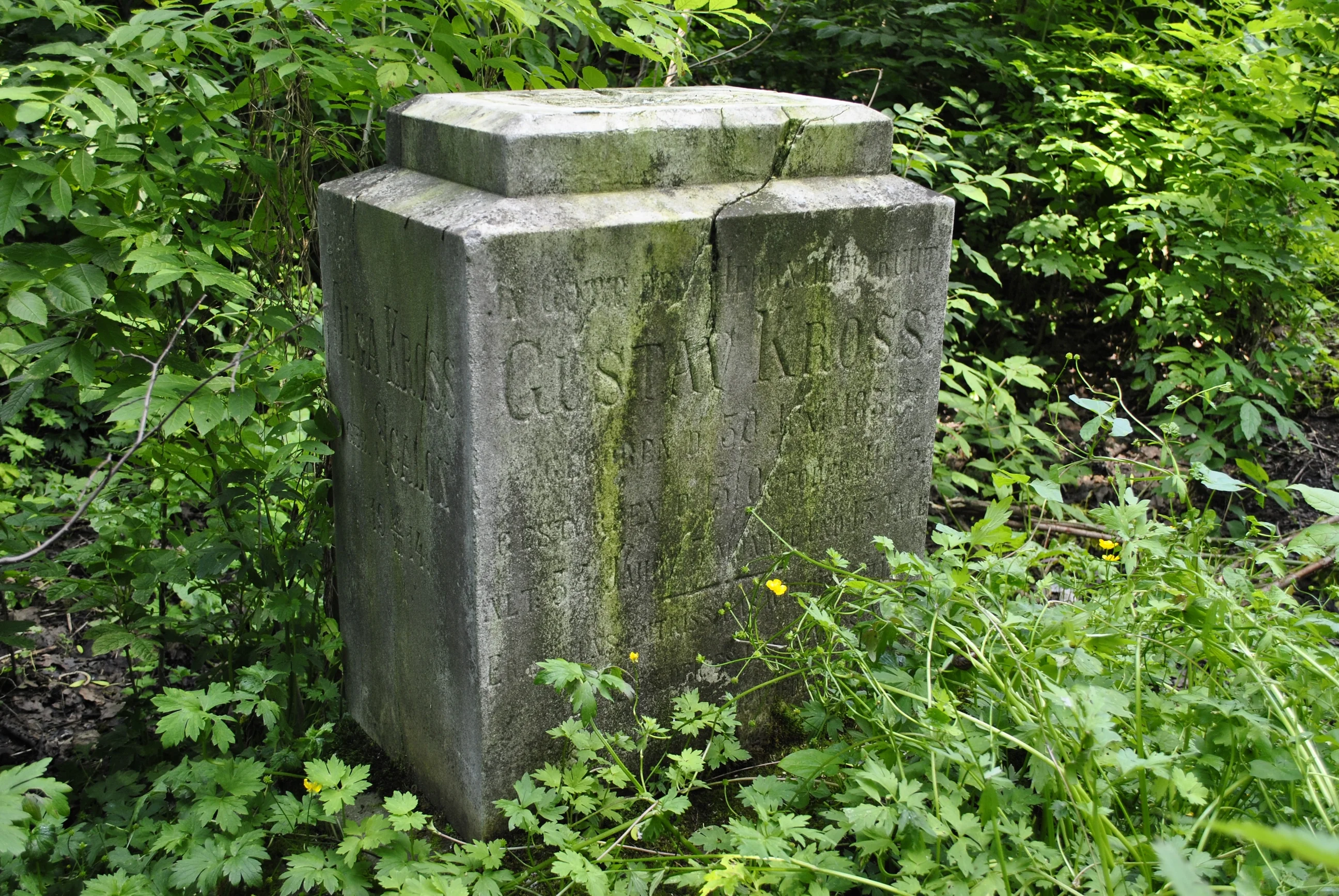 Gustav Kross
